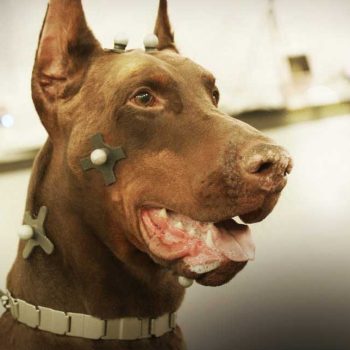 large dog outfitted in motion capture dots